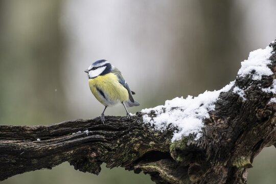 Blue Tit (Parus caerulea), Emsland, Lower Saxony, Germany