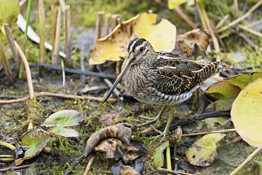 Common snipe (Gallinago gallinago), Switzerland