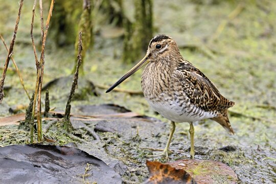Common snipe (Gallinago gallinago), foraging, Switzerland
