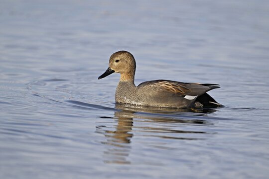 Adult gadwall (Mareca strepera), male swimming on Lake Zug, Switzerland