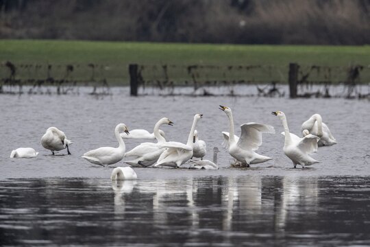 Tundra swans (Cygnus bewickii), fighting, Emsland, Lower Saxony, Germany