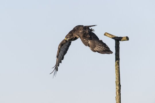 Steppe buzzard (Buteo buteo), flying off, Emsland, Lower Saxony, Germany