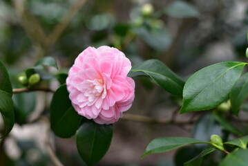 Obraz premium Kamelie 