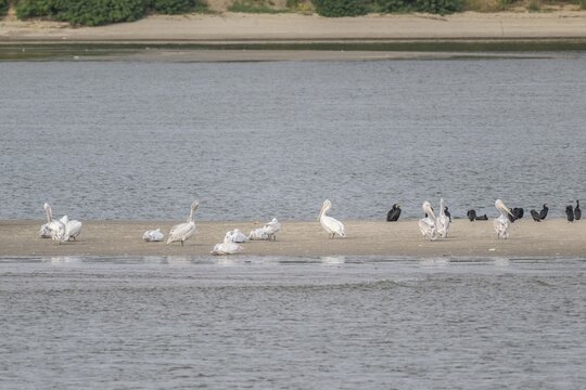Dalmatian Pelicans (Pelecanus crispus) and great cormorant (Phalacrocorax carbo) on a sandbank in the Danube, Romania