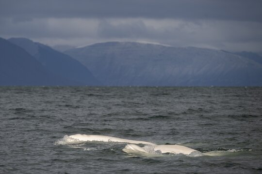 Group of belugas, beluga whales (Delphinapterus leucas), Kapp Wijk, Spitsbergen, Svalbard, Norway