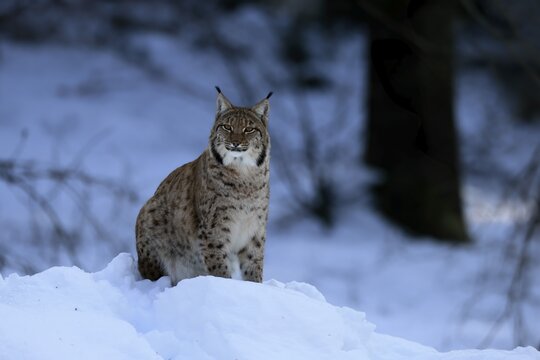 Carpathian lynx (Lynx lynx carpathicus), adult, in winter, in snow, alert, Bavarian Forest, Bavaria, Germany
