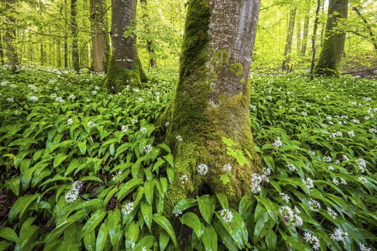 Blooming ramson (Allium ursinum), beech forest, Sihlwald near Zurich, Canton Zurich, Switzerland