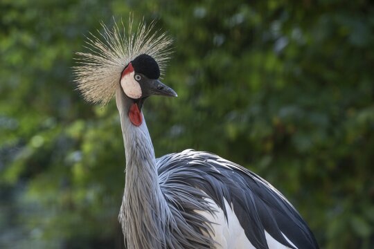 Black crowned crane (Balearica pavonina), captive, Germany