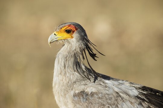 Secretary Bird (Sagittarius serpentarius) . Kalahari Desert, Kgalagadi Transfrontier Park, South Africa