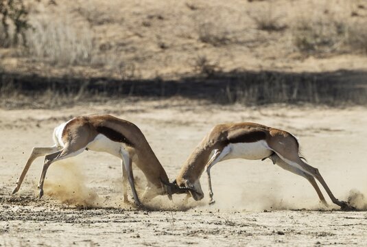 Springbok (Antidorcas marsupialis) . Fighting males. Kalahari Desert, Kgalagadi Transfrontier Park, South Africa