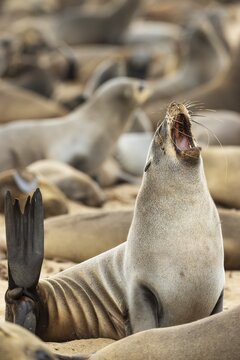 Cape Fur Seal (Arctocephalus pusillus) . Yawning. Cape Cross Seal Reserve, Skeleton Coast, Dorob National Park, Namibia