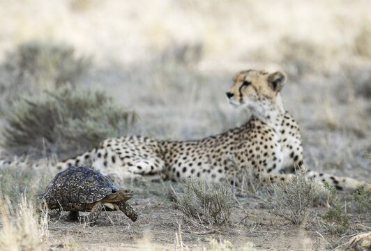 Leopard Tortoise (Stigmochelys pardalis) . Frightened and quickly rushing past a resting female cheetah (Acinonyx jubatus) which does not show any interest at all in the little chelonian. Kalahari Desert, Kgalagadi Transfrontier Park, South Africa