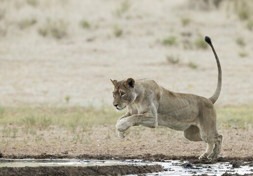 Lion (Panthera leo) . Female. Jumping over the muddy part of a waterhole. Kalahari Desert, Kgalagadi Transfrontier Park, South Africa