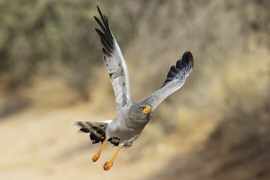 Pale-chanting Goshawk (Melierax canorus) . Flying. Kalahari Desert, Kgalagadi Transfrontier Park, South Africa