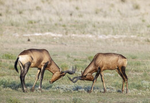Red Hartebeest (Alcelaphus buselaphus caama) . Fighting bulls. Kalahari Desert, Kgalagadi Transfrontier Park, South Africa