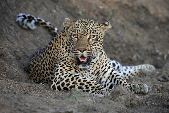 Leopard (Panthera pardus), adult, observed, alert, lying, on ground, Sabi Sand Game Reserve, Kruger National Park, South Africa
