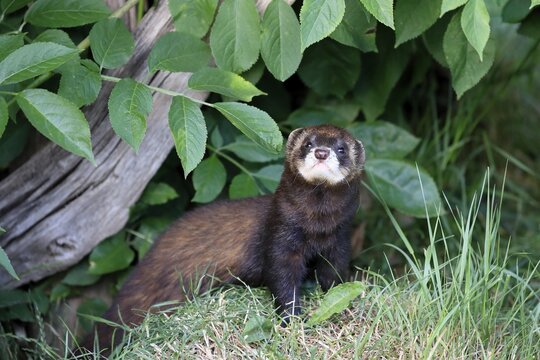 European polecat (Mustela putorius), juvenile, alert, in meadow, foraging, Surrey, England, Great Britain