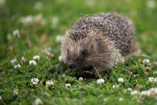 European hedgehog (Erinaceus europaeus), adult, daytime, meadow, foraging, Surrey, England, Great Britain