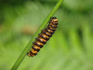 Cinnabar moth (Tyria jacobaeae) caterpillar going up a rush leaf © Distracted_by_Bugs
