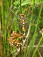 The keeled skimmer dragonfly (Orthetrum coerulescens), immature male resting on soft rush