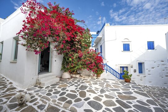 White Cycladic houses with red bougainvillea, narrow streets of Parikia, Parikia, Paros, Cyclades, Greece