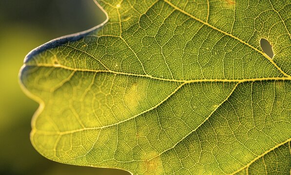 Leaf of an oak, after-image of the leaf structure against the light, Bavaria, Germany