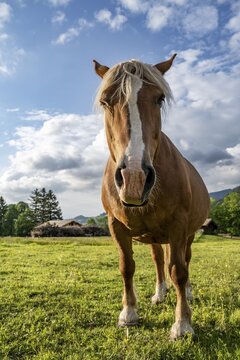 Haflinger horse (Equus ferus caballus) in a pasture, frog perspective, Neuhaus, Bavaria, Germany