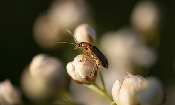 Cherry leafcock (Orsodacne cerasi) sitting on a white flower, Bavaria, Germany