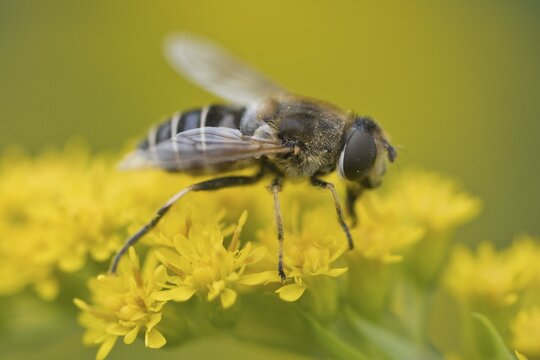 Medium wedge-winged hoverfly (Eristalis interrupta) on goldenrod (Solidago canadensis), Emsland, Lower Saxony, Germany