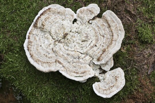 Hairy bracket (Trametes hirsuta), Emsland, Lower Saxony, Germany