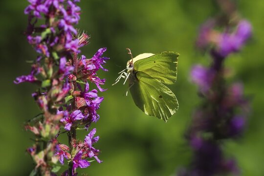 Brimstone (Gonepteryx rhamni) approaching flower of purple loosestrife (Lythrum salicaria), Hesse, Germany
