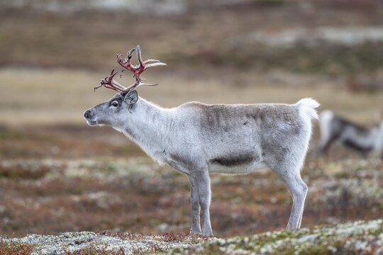 Wild mountain reindeer (Rangifer tarandus tarandus), reindeer, in autumn tundra, Forollhogna National Park, Norway