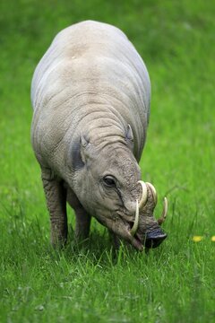 North sulawesi babirusa (Babyrousa celebensis), adult, male, foraging, captive, Sulawesi