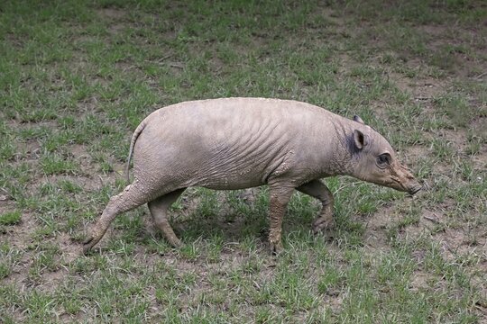 North sulawesi babirusa (Babyrousa celebensis), adult, juvenile, running, foraging, captive, Sulawesi