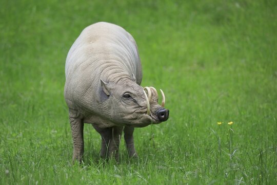 North sulawesi babirusa (Babyrousa celebensis), adult, male, foraging, captive, Sulawesi