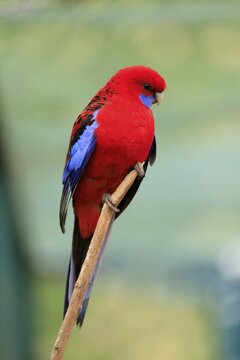 Crimson rosella (Platycercus elegans), adult, on standby, captive, Australia