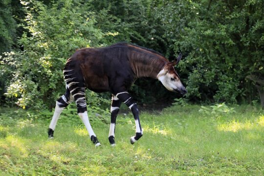 Okapi (Okapia johnstoni), adult, running, captive