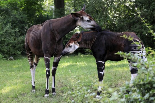 Okapi (Okapia johnstoni), adult, female, with young, social behaviour, captive