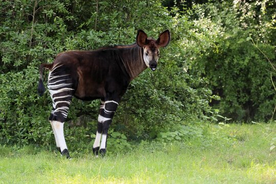 Okapi (Okapia johnstoni), adult, foraging, captive