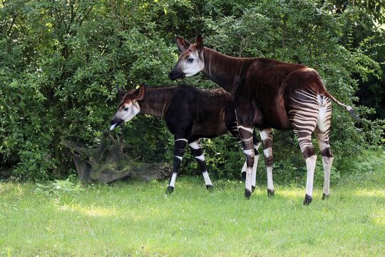 Okapi (Okapia johnstoni), adult, female, with young, social behaviour, foraging, captive