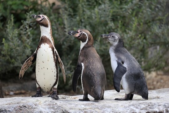 Humboldt penguin (Spheniscus humboldti), Humboldt penguin, adult, semi-adult juvenile, family, three, begging, on land, on rocks, captive, South America