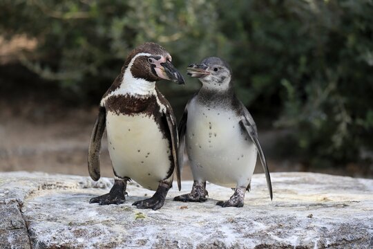 Humboldt penguin (Spheniscus humboldti), Humboldt penguin, adult, semi-adult juvenile, two, begging, on land, on rocks, captive, South America