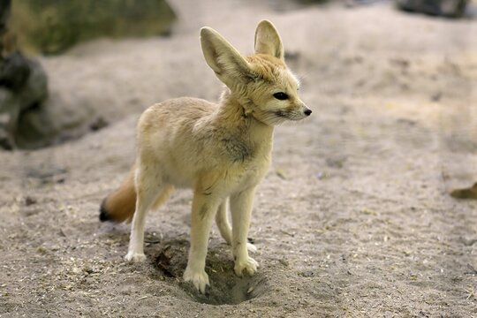 Fennek, fennec fox (Vulpes zerda), adult, alert, foraging, captive, North Africa