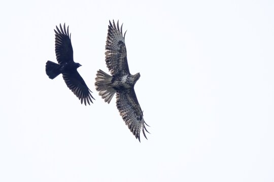 Carrion crow (Corvus corone corone) attacks steppe buzzard (Buteo buteo) in flight, Hesse, Germany
