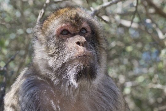 Barbary macaque (Macaca sylvanus), Gibraltar, Great Britain