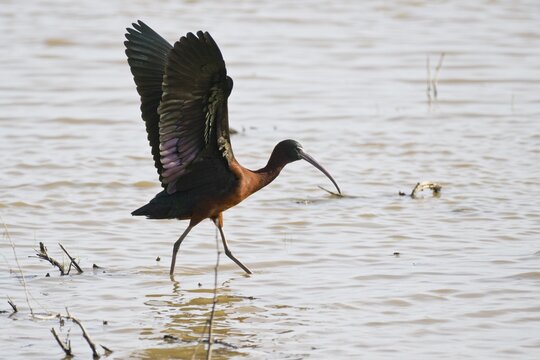 Brown Sickler (Bubulcus ibis), Coto de Donana, Spain