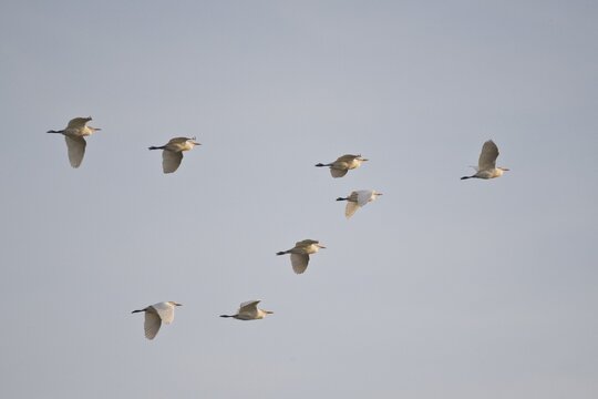Cattle Egret (Bubulcus iris), flying, Coto de Donana, Spain