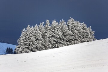 Snowcovered Group Trees Snow Field