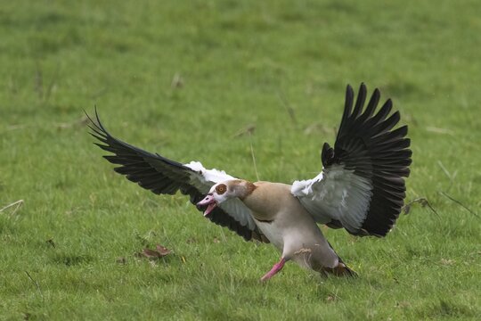 Egyptian goose (Alopochen aegyptiacus), attacking rival, Hesse, Germany