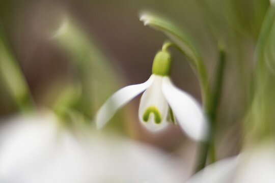 Common snowdrop (Galanthus nivalis), picturesque, impressionistic, Hesse, Germany